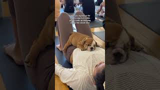 Puppy Yoga with English Bulldog. Not a want but a need. 🥰 💕