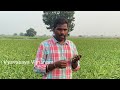 కొర్ర పంట సాగు లాభసాటి వ్యవసాయం millets cultivation details vyavasaya vijnanam