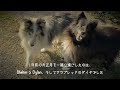 自宅で馬たちと迎える初日の出 2025／new year of 2025 vol.111【rock stream farm】＃引退競走馬 馬と迎えるお正月　＃動物と暮らす