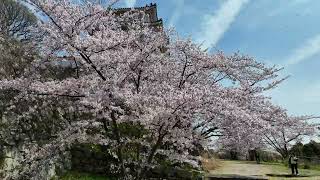 2023年 明石公園 明石城の桜