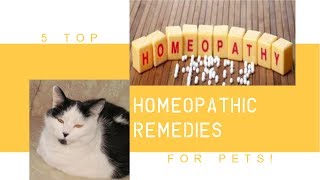 5  Most Effective Homeopathic Remedies For Pets