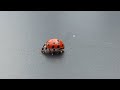 ladybug shocking behavior eating its own defense chemicals 😱🧪