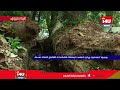 അപകട ഭീഷണി ഉയര്‍ത്തി റോഡരികില്‍ നില്‍ക്കുന്ന മരങ്ങള്‍ മുറിച്ചു മാറ്റണമെന്ന് ആവശ്യം