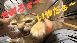 生後二か月の子猫のはじめての爪切り