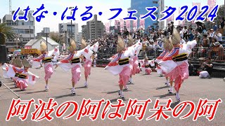 奴踊りの阿呆連＠阿波おどり・はなはるフェスタ2024 徳島藍場浜