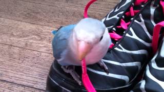 コザクラインコ＊生後４ヶ月＊メイちゃんくつで遊ぶ