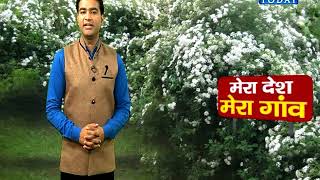 LIVETODAY पर जाने चमेली के पौधों की खेती के बारे में