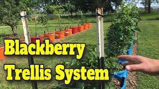 💲CHEAP EASY TRELLIS FOR BLACKBERRIES AND RASPBERRIES 🍇GIVE YOUR BERRIES A LIFT!