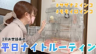 鳥２羽と暮らす ナイトルーティン【サザナミインコ＆モモイロインコ】