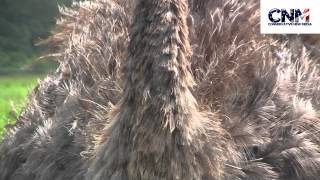 Ostrich Up Close Looking Right At Me!