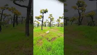 bonsai 황금소나무 Korean ansu goldpine 소나무 소나무전지