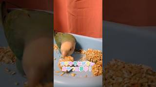 【インコ】コザクラとボタン　おやつに夢中!?#インコ #shorts