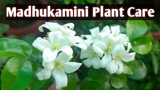 मधुकामिनी के पौधे की केअर कैसे करे।Madhukamini plant care||Tip to get more blooms||Muraya paniculata