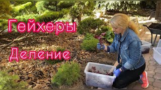 Деление гейхеры,посадка деленками  и черенками весной