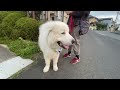 今朝のお散歩風景…‼︎ いつものワンシーンですが…。ただのお散歩じゃん⁉︎などと言わないでくださいネ。