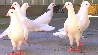 Одна порода голубей а качество разные 🤷‍♂️ Pigeons