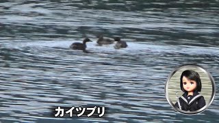 30秒の心象風景28485・家族の群れか～カイツブリ～