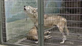 オオカミの遠吠え💗【天王寺動物園】