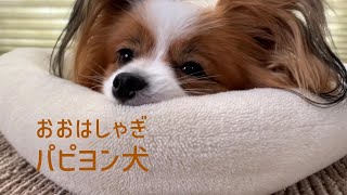 パパの帰宅におおはしゃぎするパピヨン犬 #02