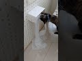 トイレットペーパーでイタズラしてた猫が、、、、