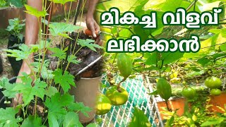 നല്ല വിളവ് ലഭിക്കാൻ പുതയിടൽ Organic Farming || Farming Tips Soil Fertility || Krishi Lokam Annie