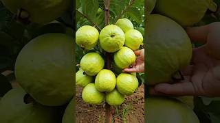 🌿how to grow guava tree,with natural rooting hormone banana,