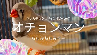 今年も元気にちゅみちゅみぺー オチョンマンの日常