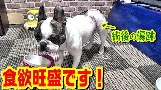 完食　食欲旺盛です！ ※手術後の生々しい傷跡が映っています。フレンチブルドッグ『ぶーちゃん日記』