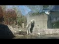 ポロロ（とくしま動物園）２６５１ 湯たんぽ、振り回し