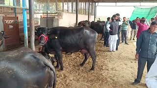 Sirsa mandi animals#dairyfarm #cow #bull #farm