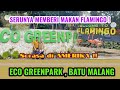 ASIKNYA MEMBERI MAKAN BURUNG FLAMINGO ! Eco Greenpark Batu Malang | Yuk kita review