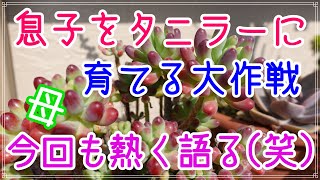 【多肉植物】No237　息子をタニラーに育てる大作戦！育て方を聞きに来た息子に熱く語ってみた(笑)