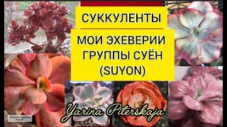 Суккуленты.  Мои эхеверии группы Суён.(Suyon)