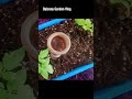 root rot solution shorts natural organic very easy