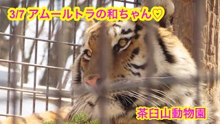 3/7 茶臼山動物園 アムールトラの和ちゃん♡