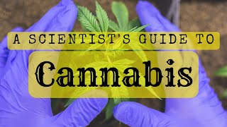 The Science of Cannabis with Dr. Amber Wise