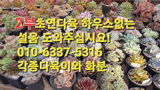 2부초연다육 하우스없는 설움 도와주십시요!010-6337-5316각종다육이와 화분