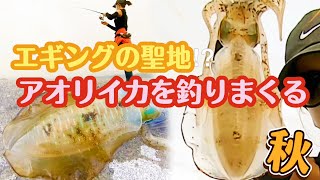 〇〇エギはよく釣れる⁉ 秋 アオリイカを釣りまくる!!【エギング】【釣りガール】【エギング女子】うちのアイドル登場‼Fishing girl challenges squid fishing!