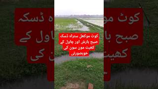 Morning Monsoon Showers in Satrah Daska Punjab and Beautiful Landscape of Rice Fields