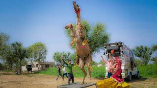 राजस्थानी ऊंट का ऐसा डांस आप ने पहले कभी नहीं देखा होगा | New Marwadi Dj Song 2023 | New Camel dance
