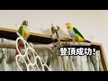 シロハラインコとウロコインコ／個性が出まくりな放鳥の様子