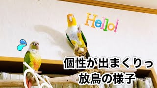 シロハラインコとウロコインコ／個性が出まくりな放鳥の様子