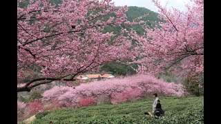 TAIWAN台灣之美武陵農場櫻花滿開(二)1080p HD