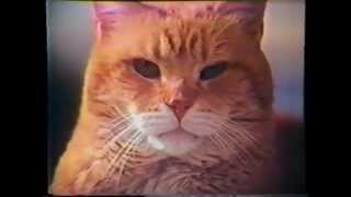 9Lives Morris Kitten Commercial