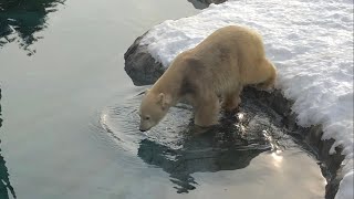 20230113:今日の円山動物園