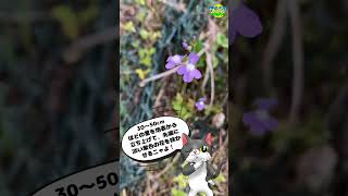 東北では見られない【野花クイズ】この花知ってるかニャ❓97 #ショート　#short #shorts