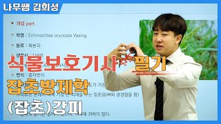 2024 식물보호기사 필기 유튜버 나무쌤 김희성 직강 잡초방제학_★잡초 강피★