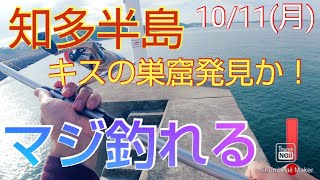 【愛知県釣り】知多半島、キスの巣窟！　２７ｃｍの大型も…　穴場です。