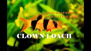 Clown Loach | Tiger Loach | Good Looking Entertaining Fish