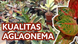 Aglaonema Berkelas jumlah terbatas